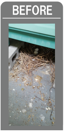 ベランダ清掃・鳩ネット貼り前4